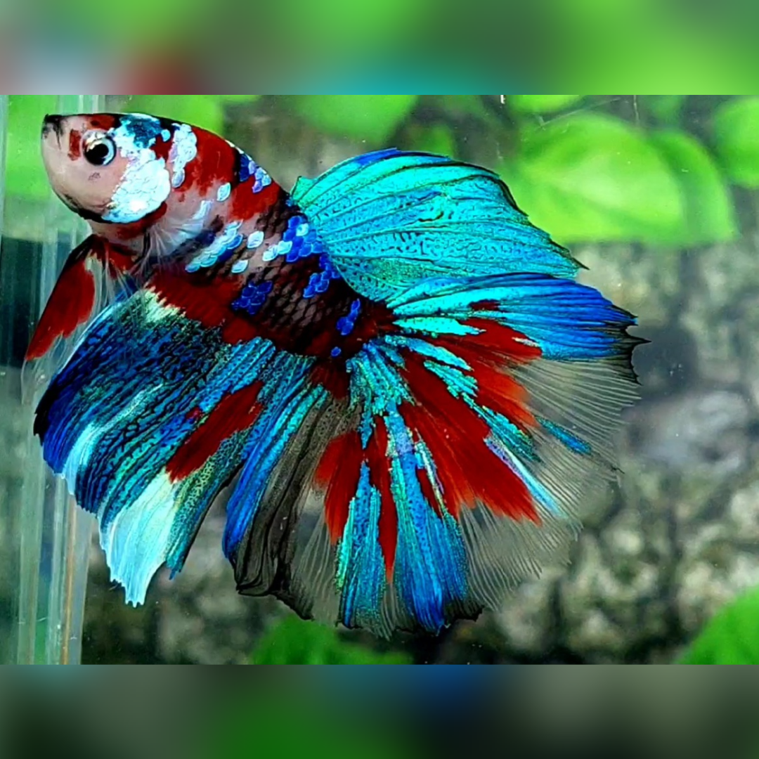 Multicolor Koi Galaxy Halfmoon Male