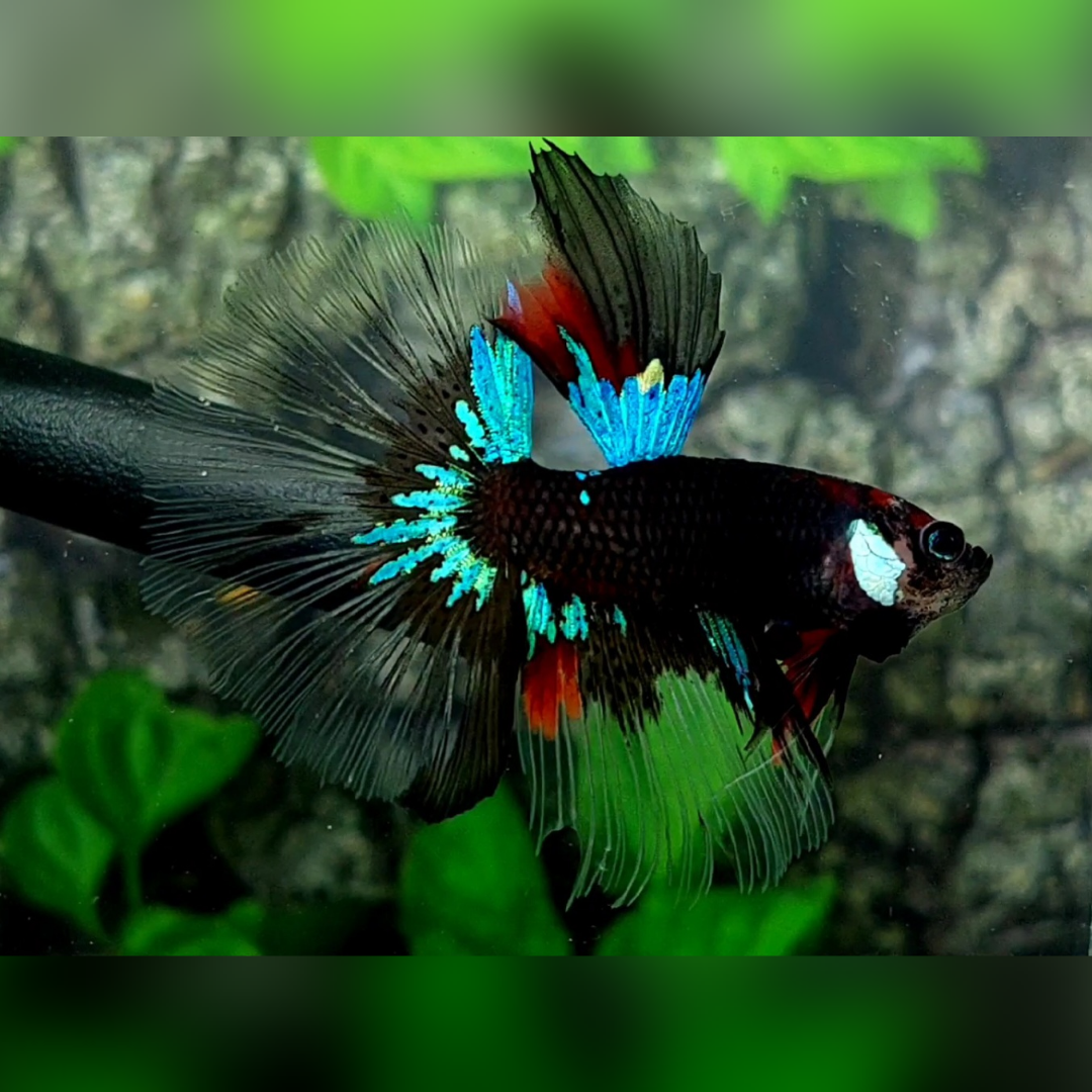 Black Light Halfmoon Male