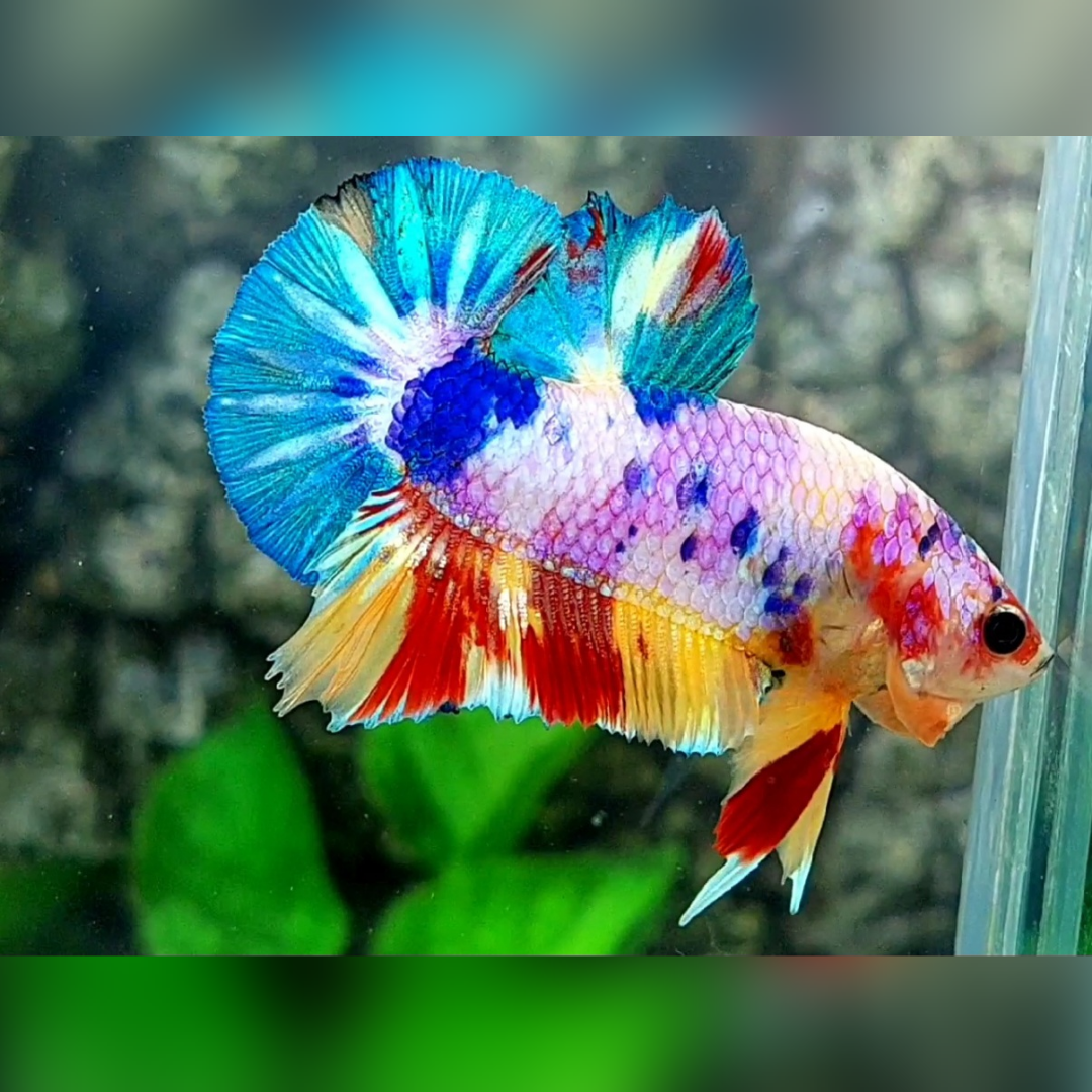 Multicolor Candy HMPK Male