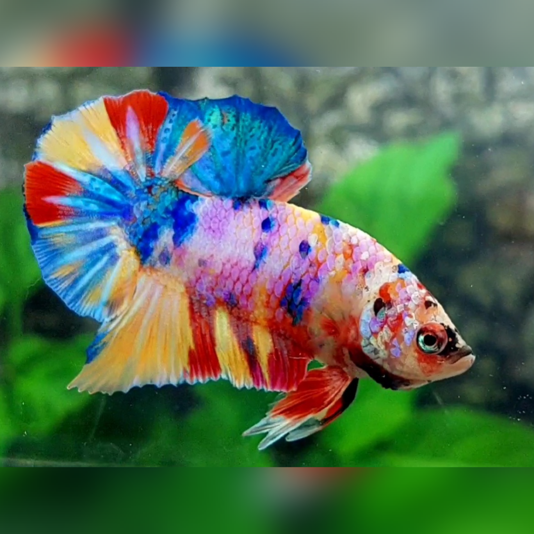 Multicolor Yellowbase Candy Galaxy Over HMPK Male