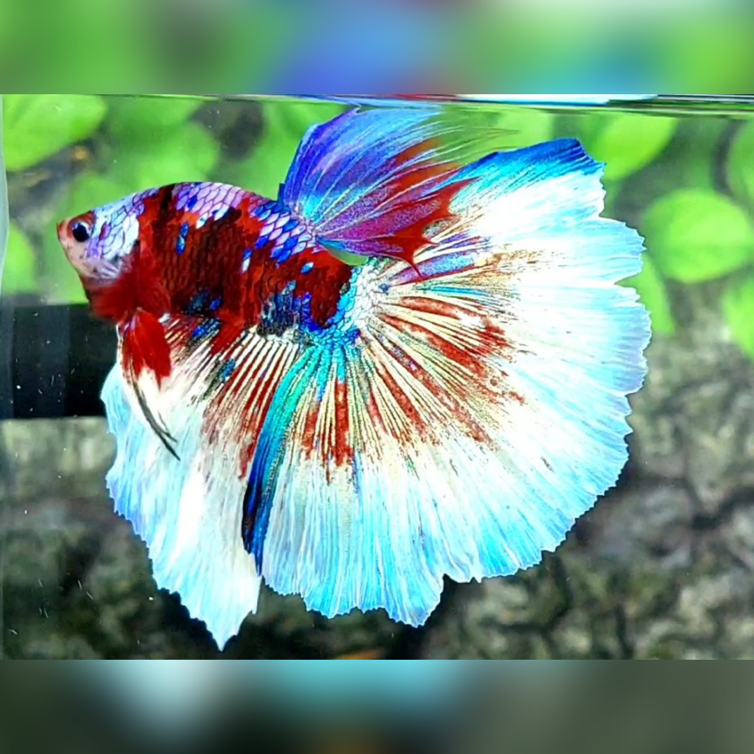 Multicolor Red Barongsai Galaxy Halfmoon Male