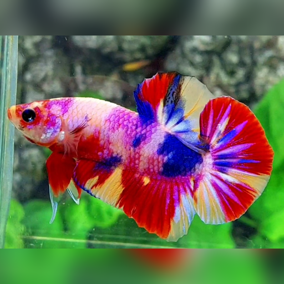 Multicolor Candy HMPK Male