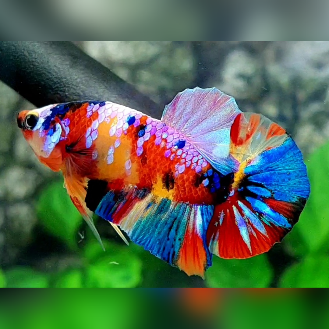 Multicolor Yellowbase Galaxy HMPK Male