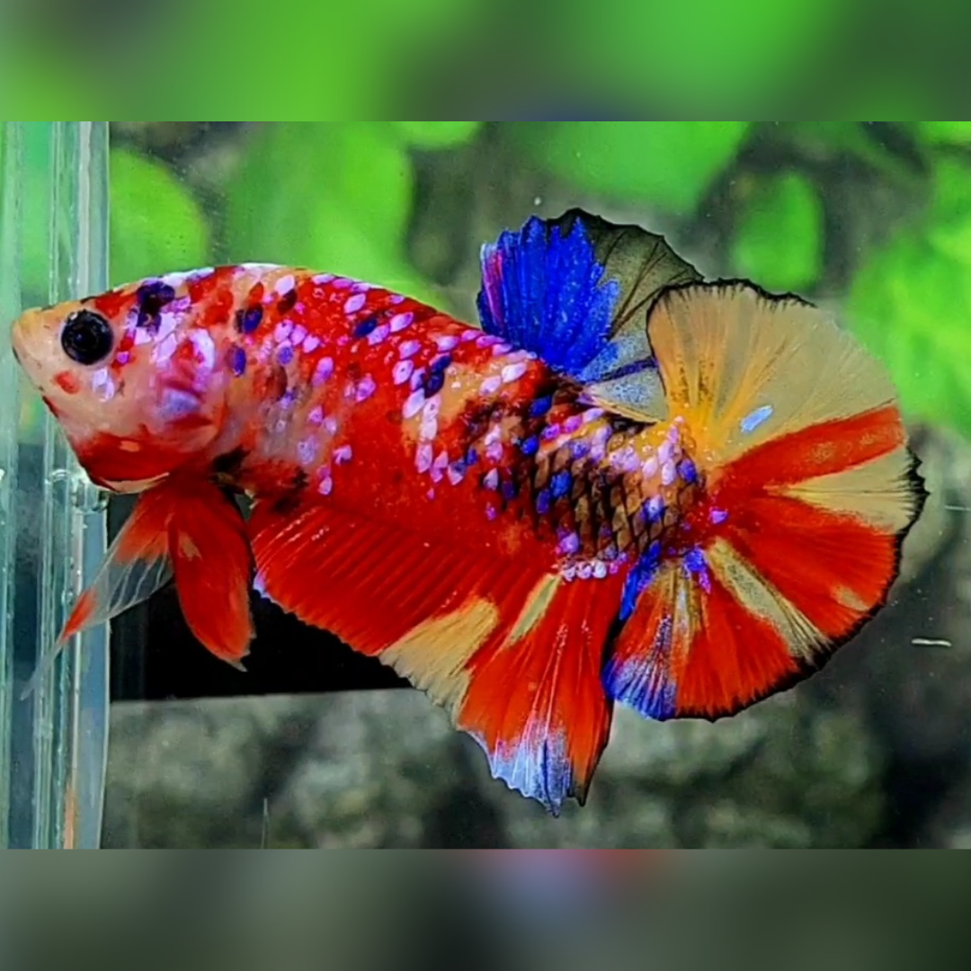 Multicolor Yellowbase Purple Galaxy HMPK Male