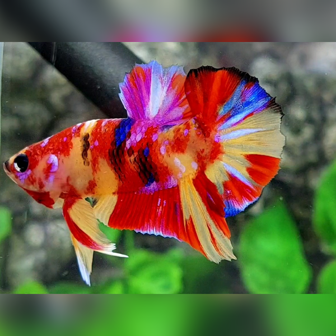 Multicolor Yellowbase Candy Galaxy HMPK Male