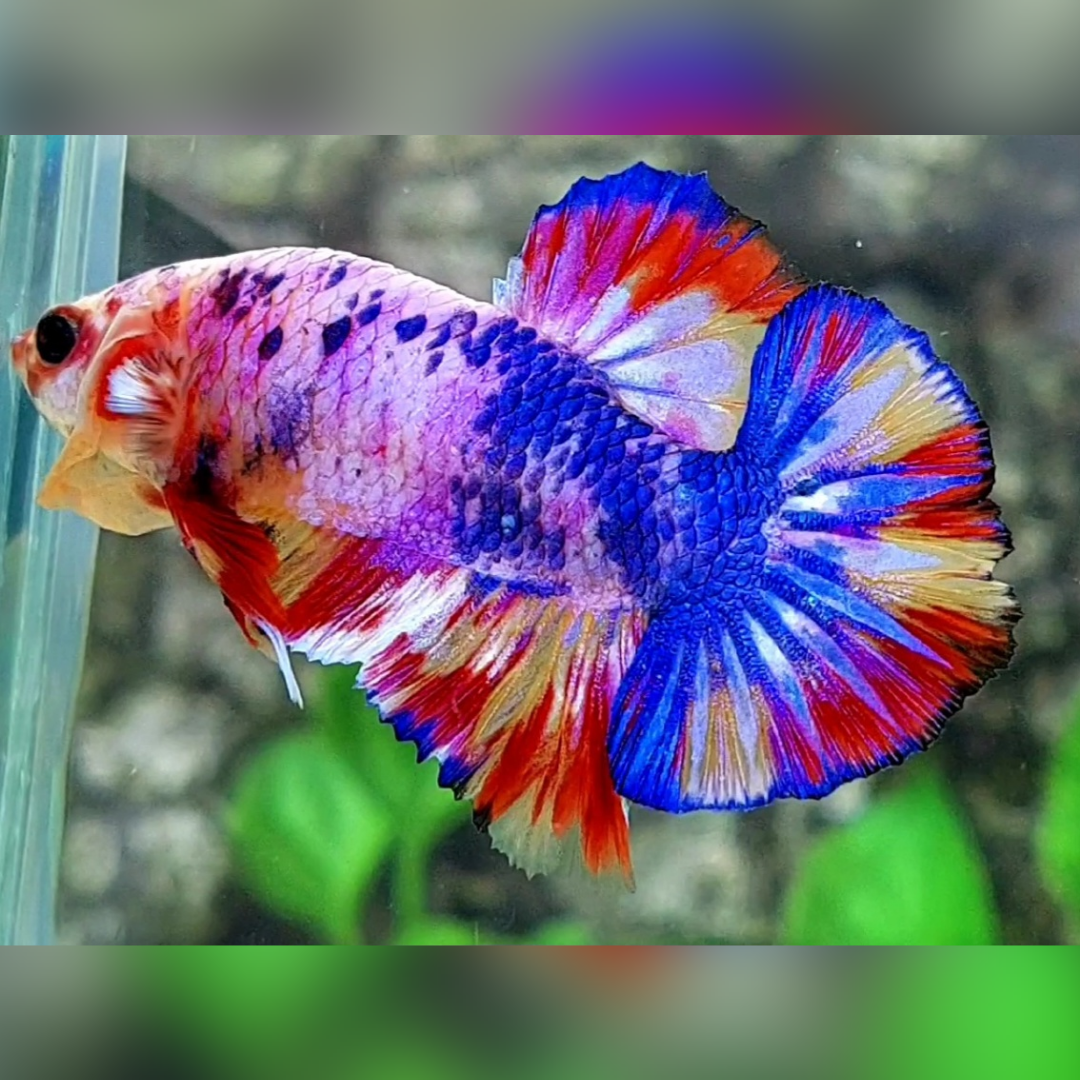 Multicolor Candy HMPK Male