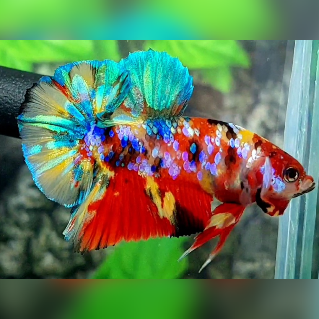 Yellowbase Multicolor Galaxy HMPK Male #na