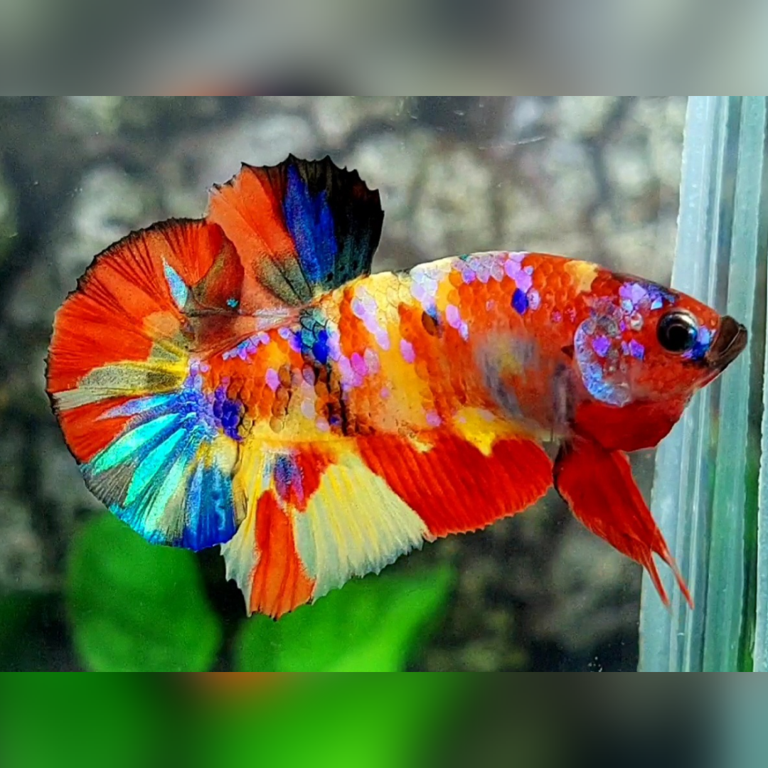 Yellowbase Multicolor Galaxy HMPK Male #na