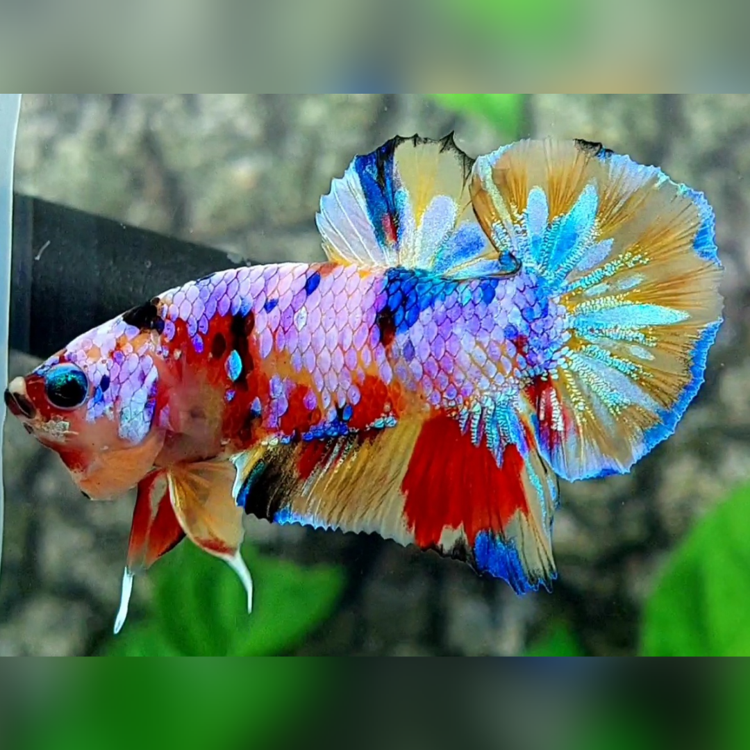 Yellowbase Multicolor Candy Galaxy HMPK Male #na