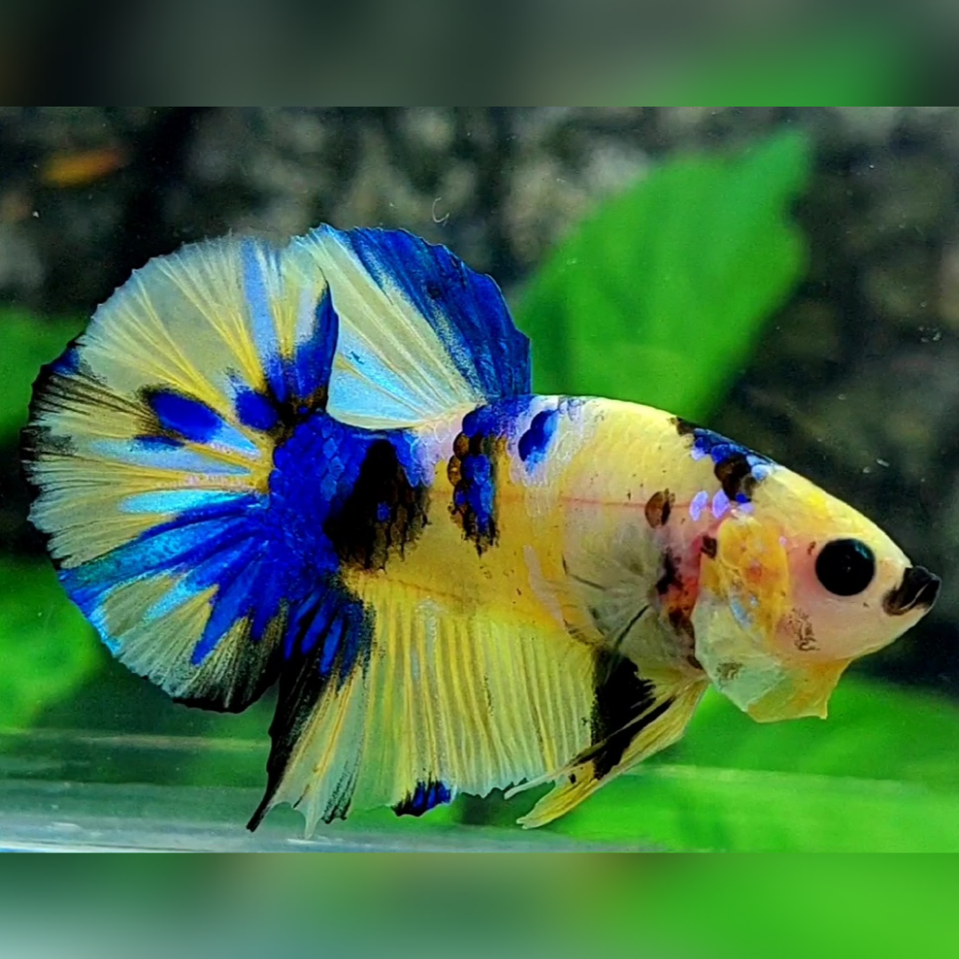 Yellow Tiger Blue Galaxy HMPK Male #YKG #na