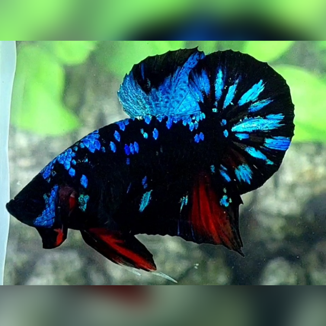 Avatar Gordon Turquoise HMPK Male #na