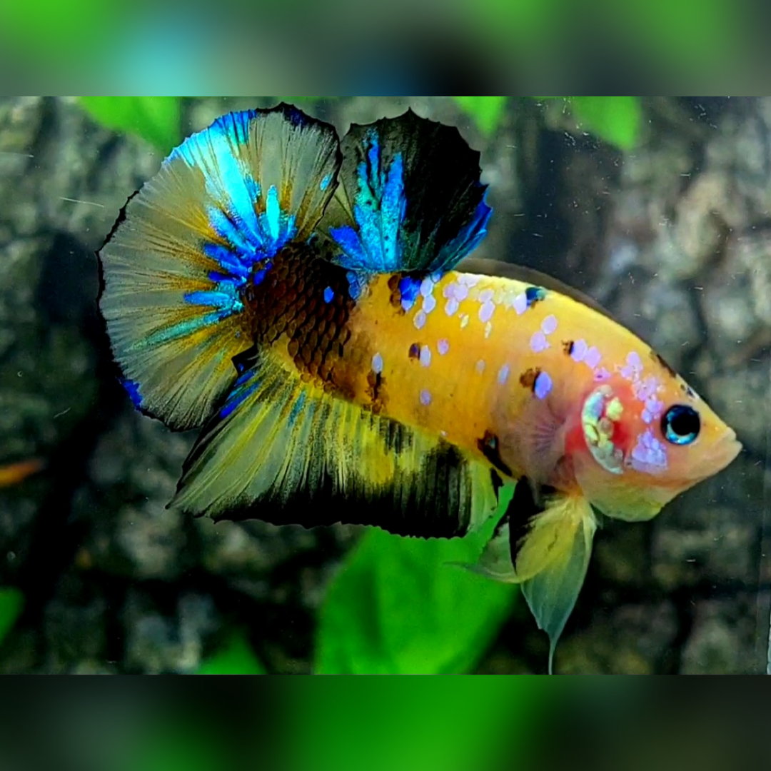Yellow Tiger Blue Pink Galaxy HMPK Betta Fish Male #YKG