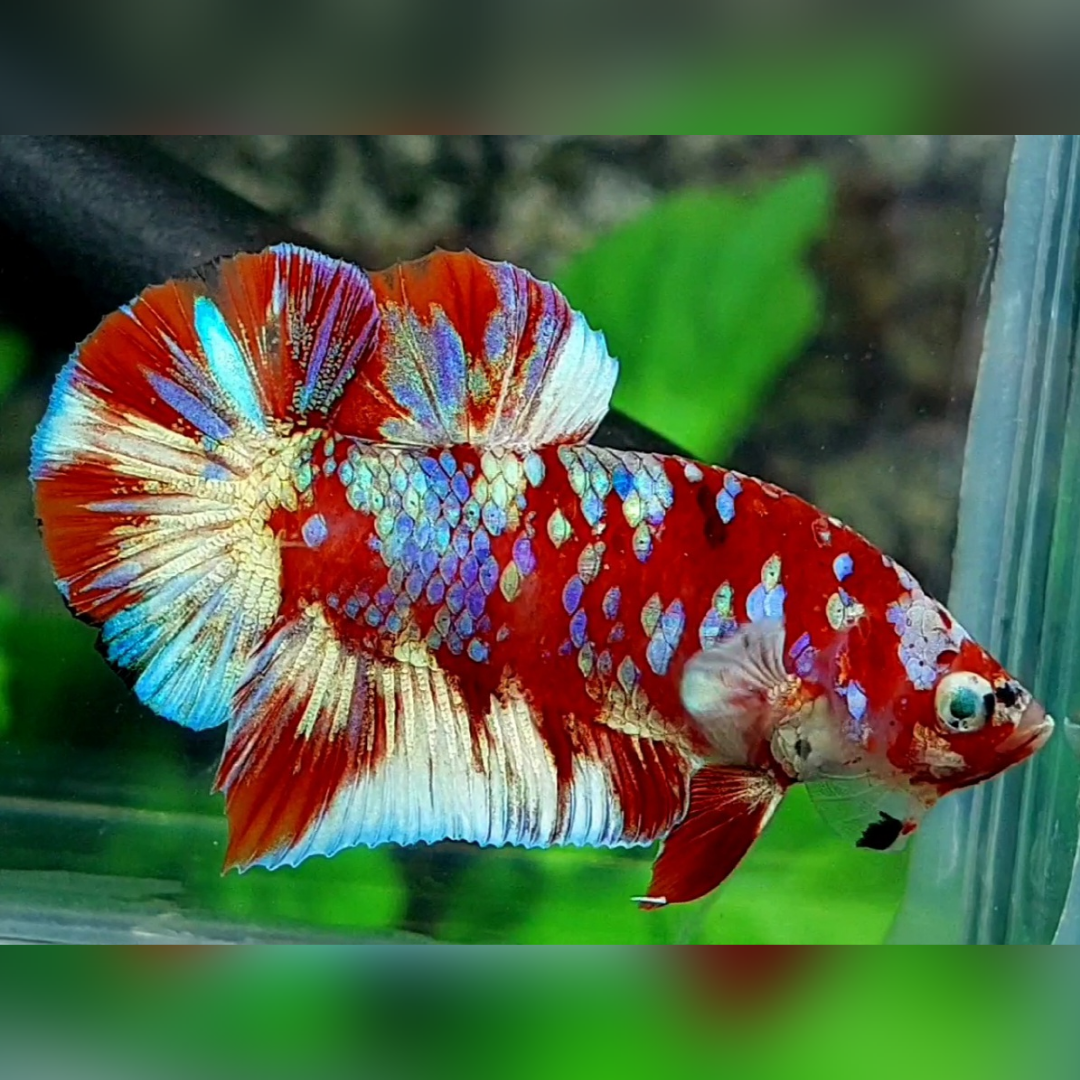 Red Barongsai Gold Purple Galaxy Over HMPK Male #na