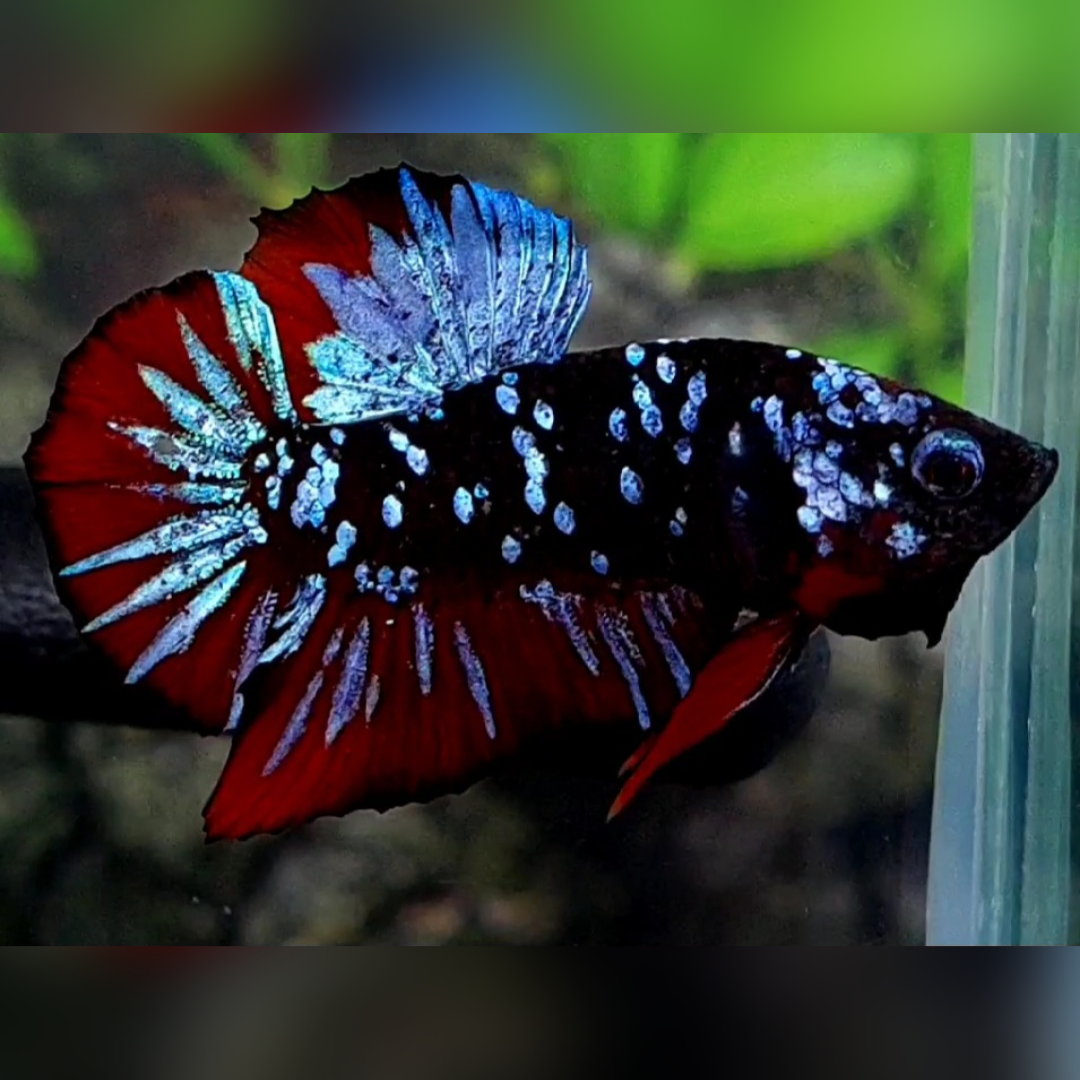 Avatar Red Vampire Purple Grey HMPK Male #na