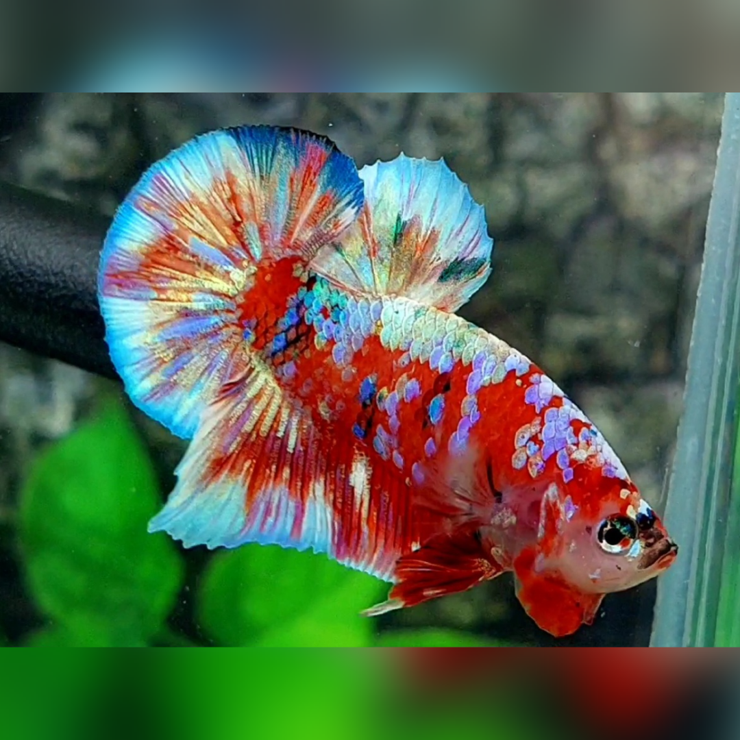 Red Barongsai Galaxy Over HMPK Male #na
