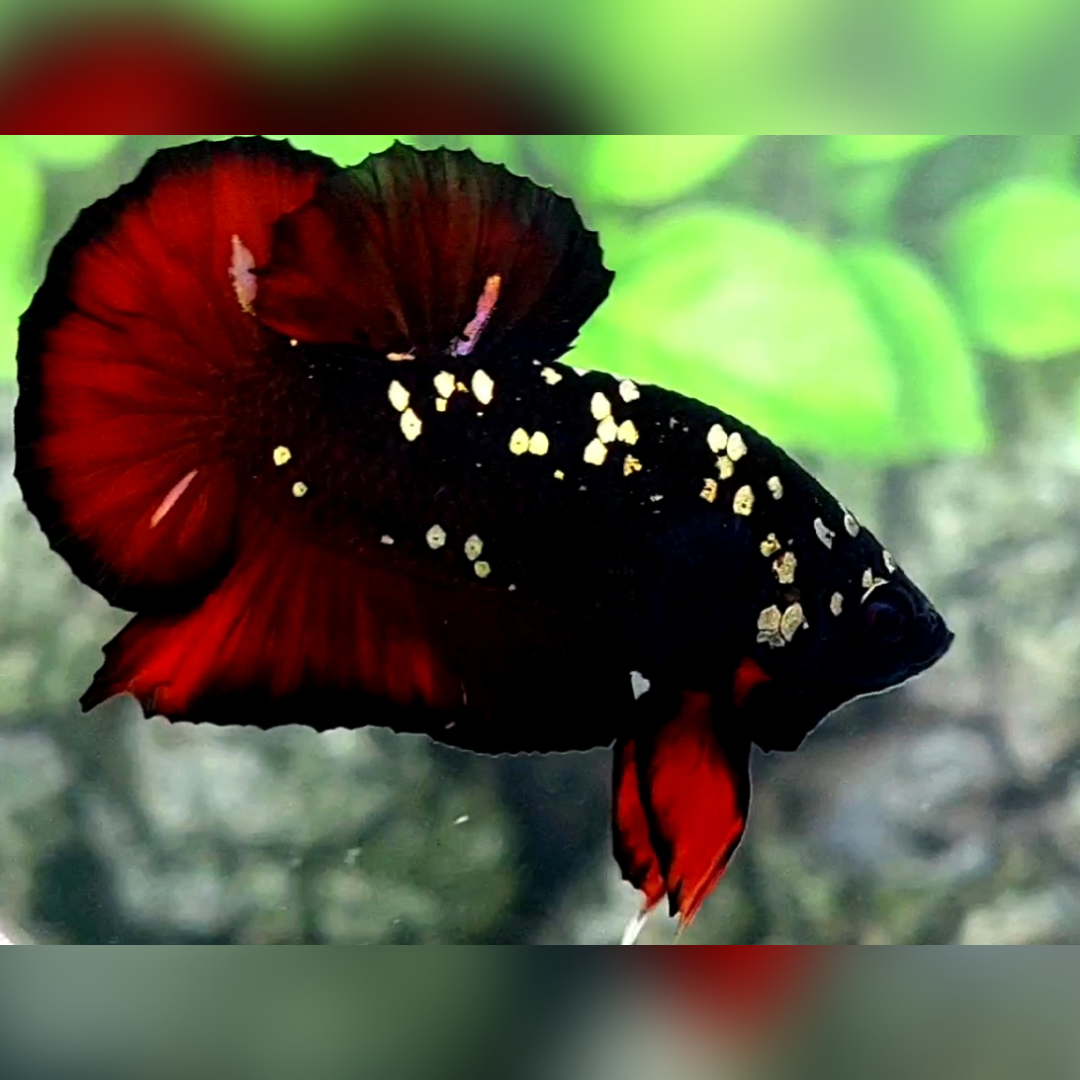 Avatar Red Vampire Copper Gold HMPK Male #na
