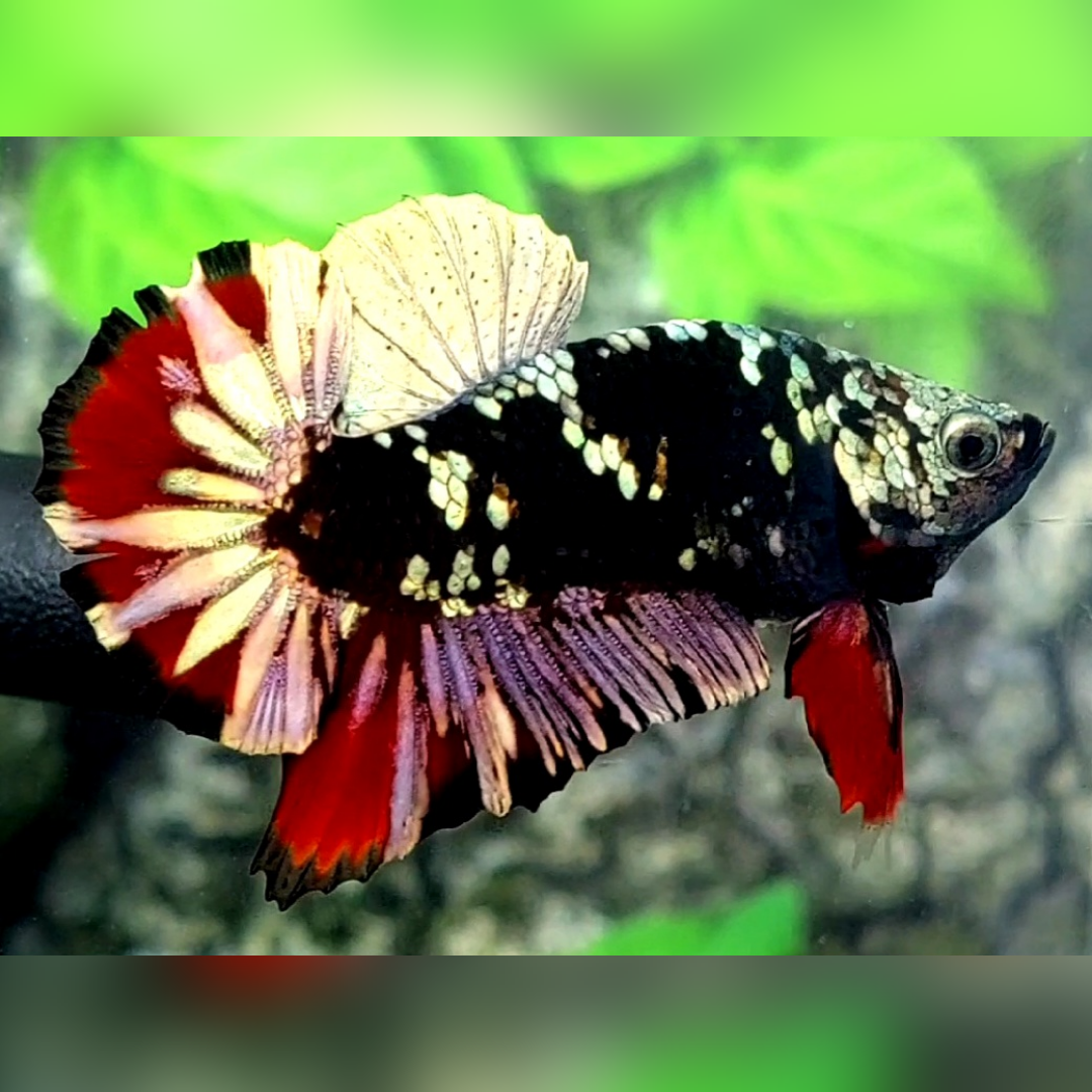 Avatar Red Vampire Copper Gold HMPK Male #na