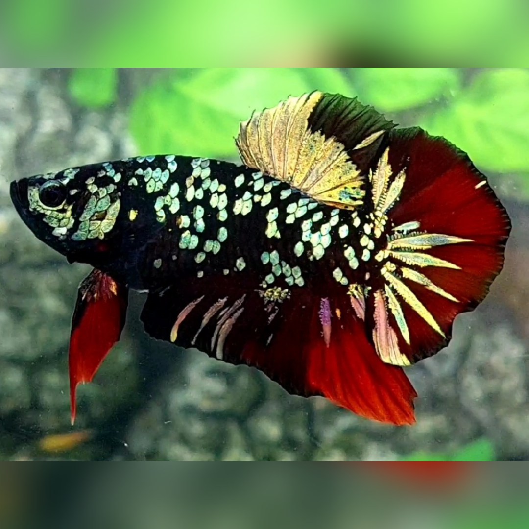 Avatar Red Vampire Copper Gold HMPK Male #na