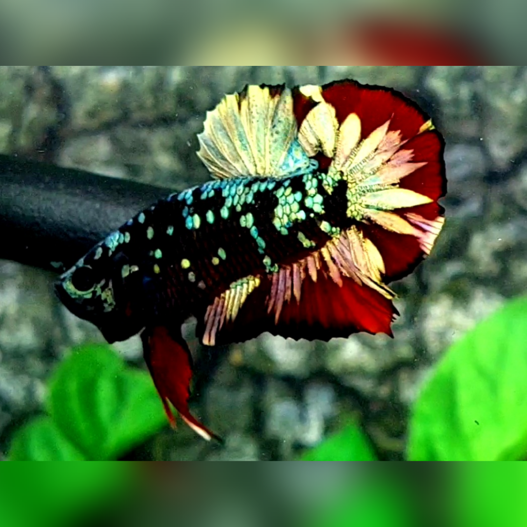 Avatar Red Vampire Copper Gold HMPK Male #na