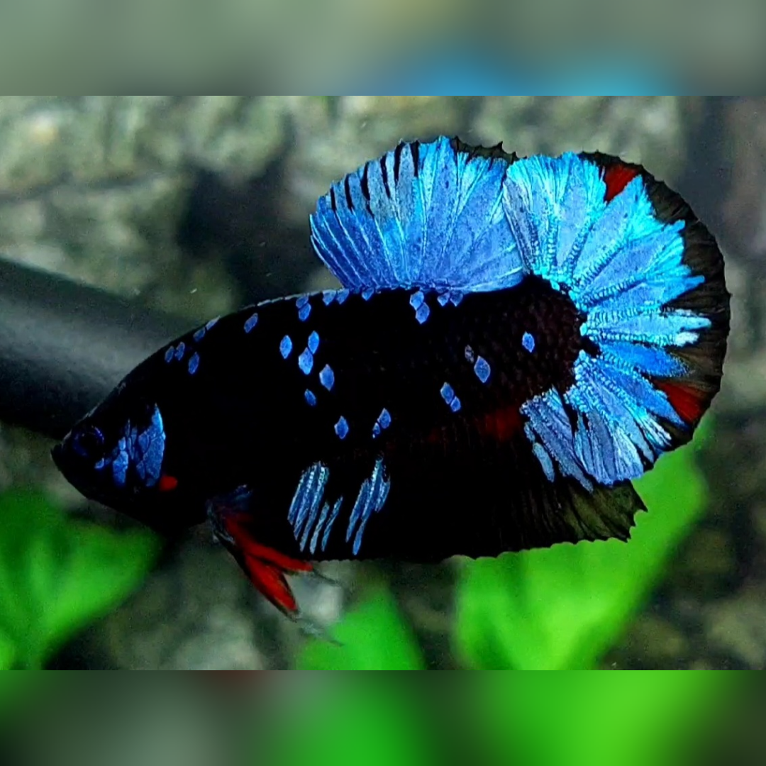 Avatar Grey HMPK Male #na