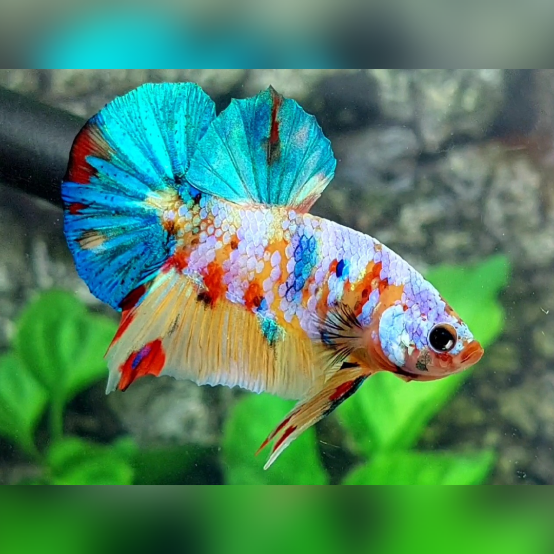 Yellowbase Multicolor Galaxy HMPK Male #na
