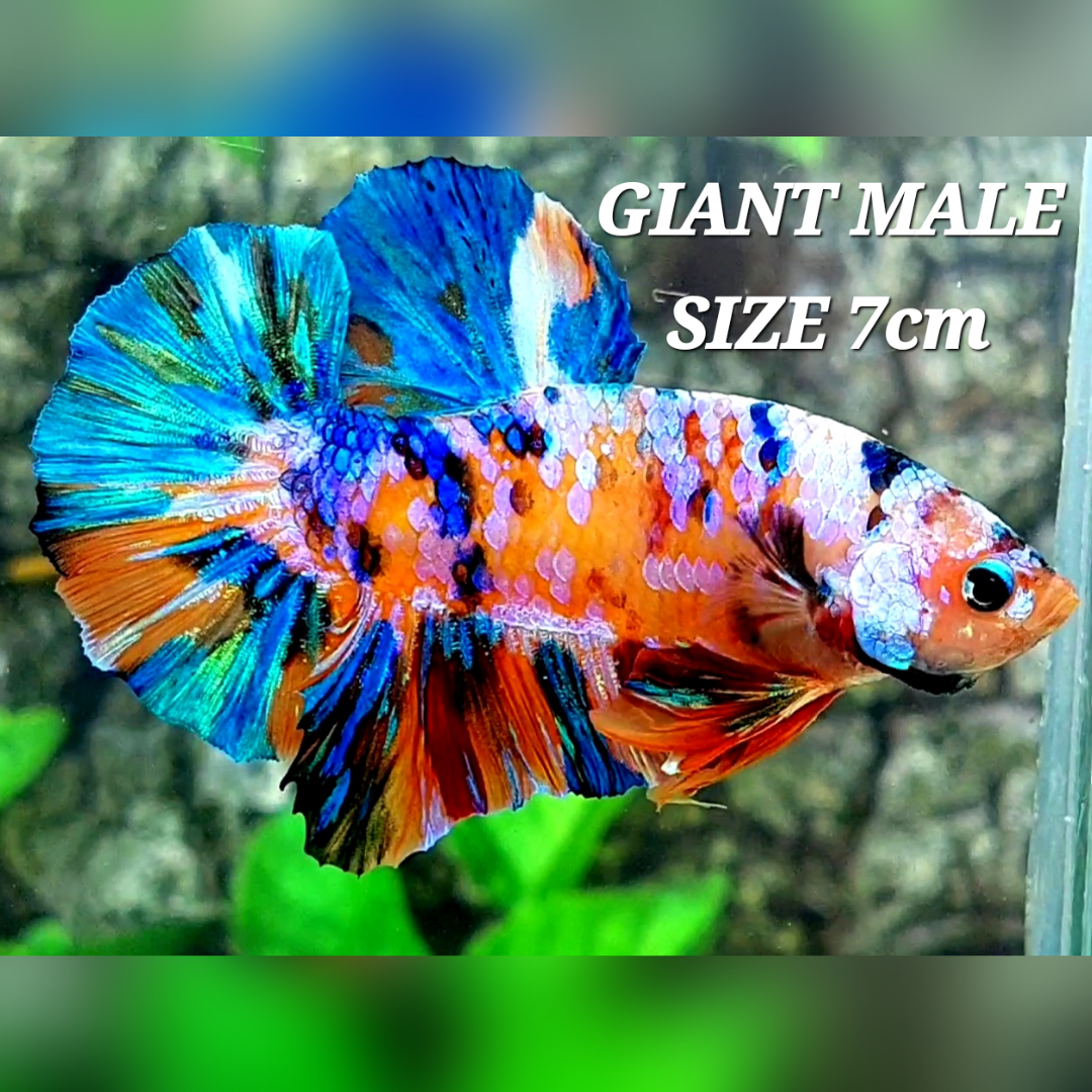 Multicolor Candy Galaxy JUMBO GIANT HMPK Male #na