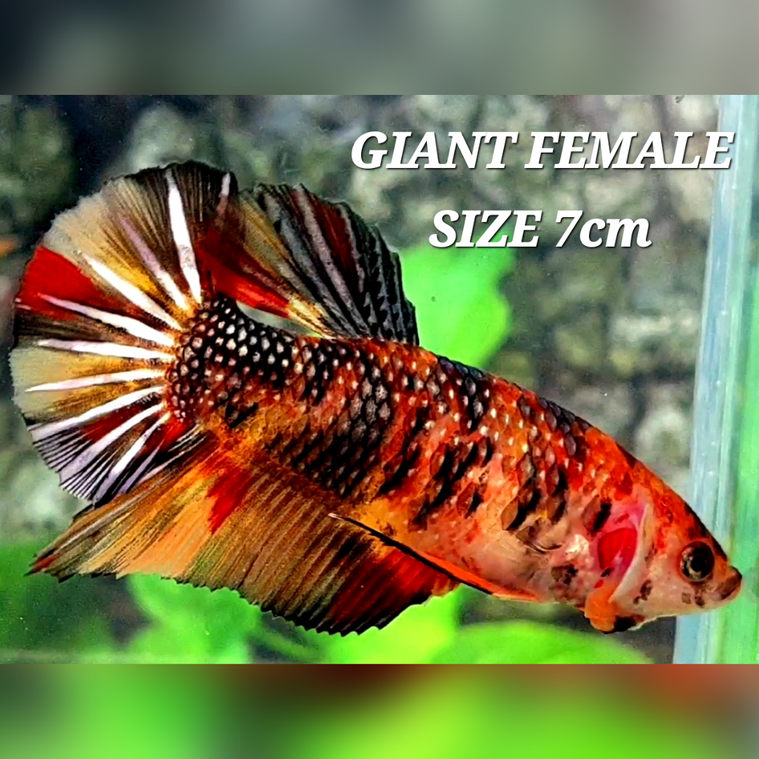 Copper Candy JUMBO GIANT HMPK Female #na
