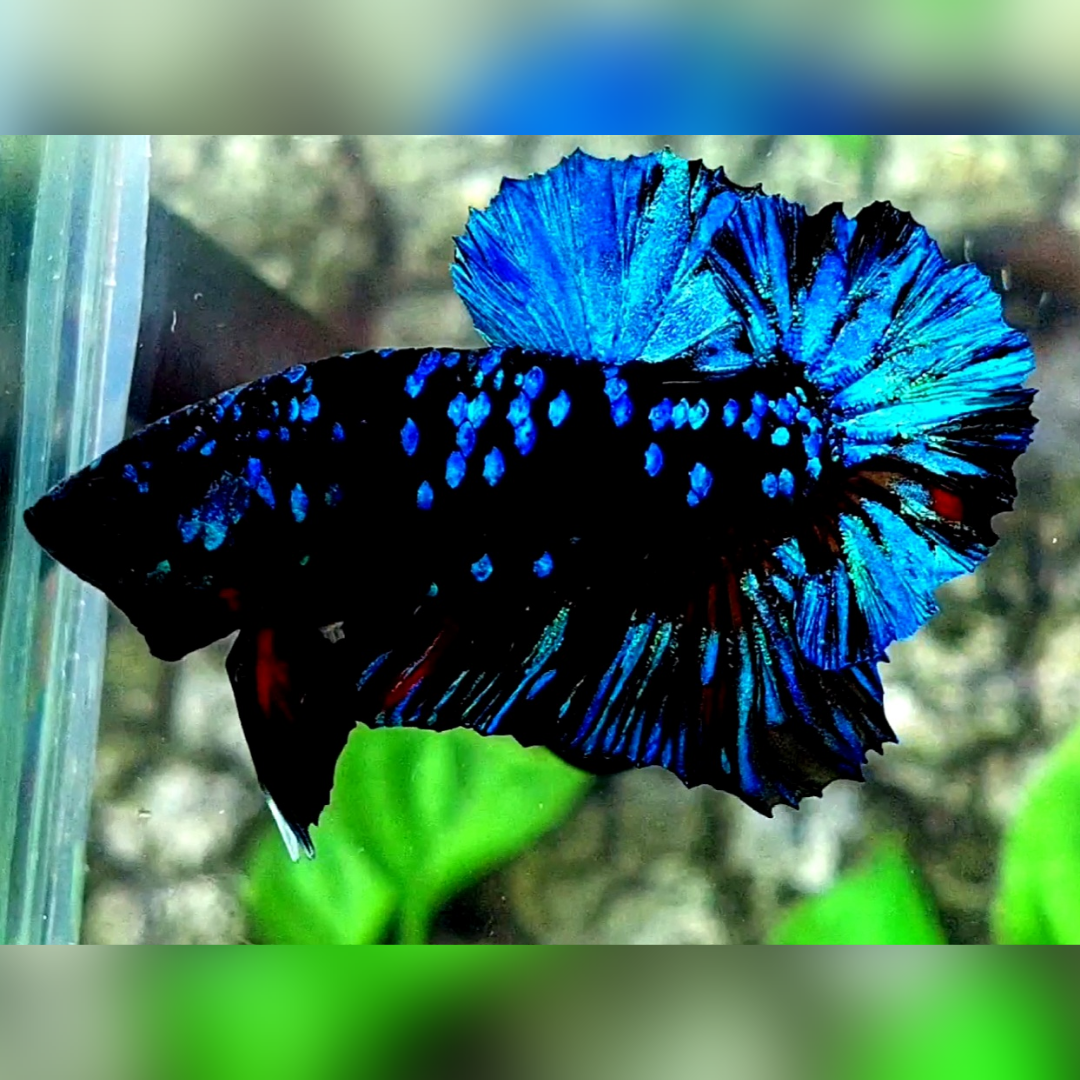 Avatar Gordon Rosetail Over HMPK Male #na