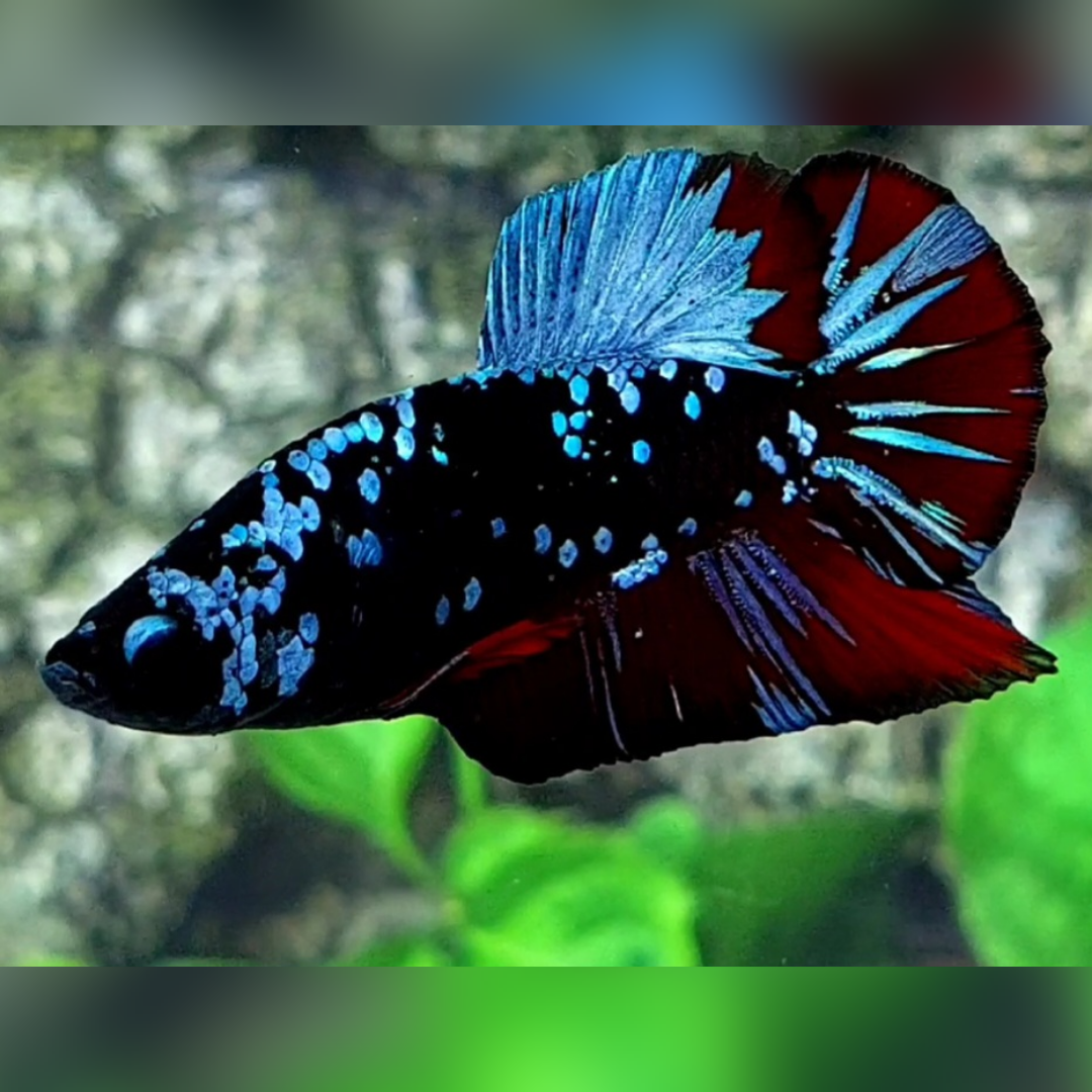 Avatar Grey Red Vampire HMPK Male #na