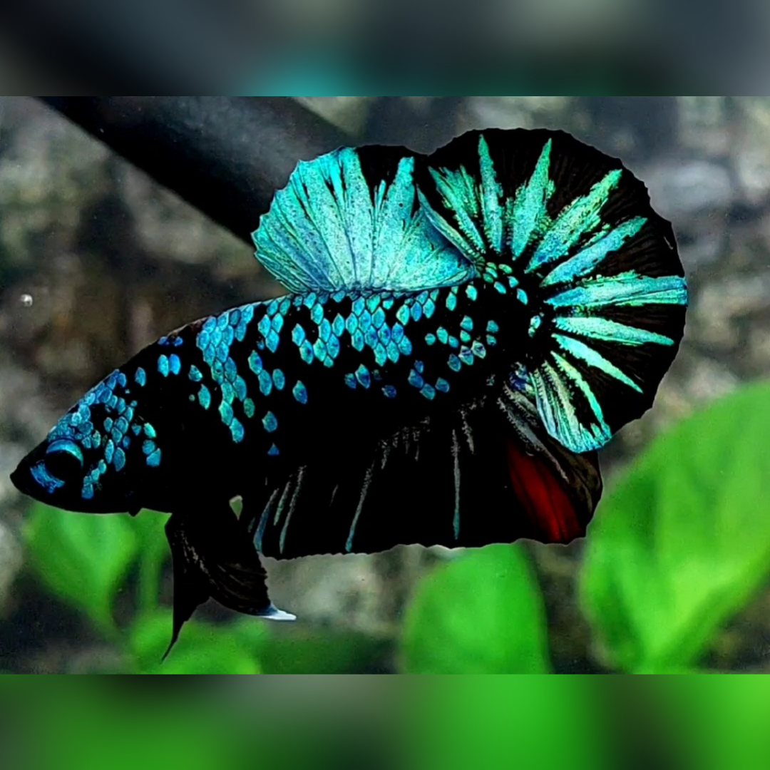 Avatar Gordon Green Over HMPK Male #na