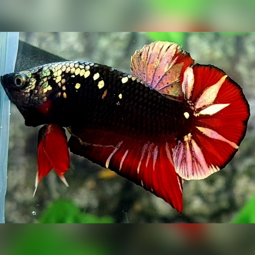Avatar Masking Copper Gold Red Vampire Over HMPK Betta Fish Male