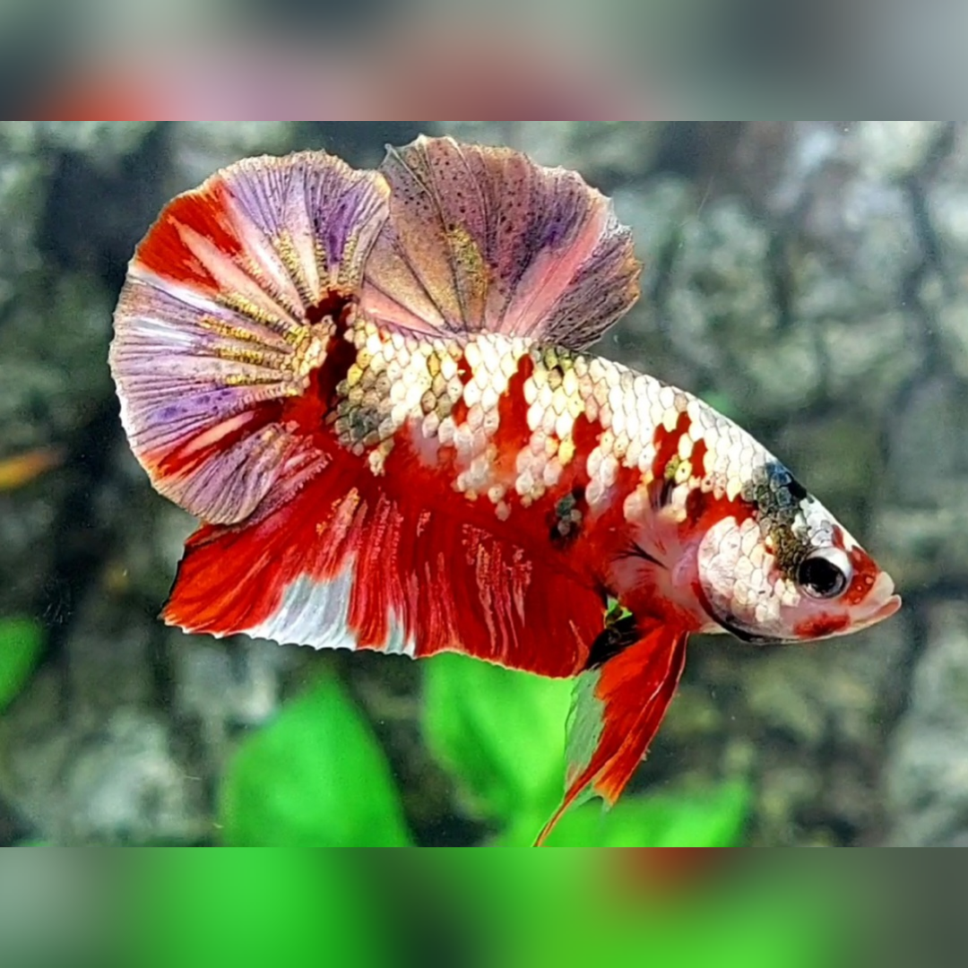 Red Koi Copper Gold Galaxy HMPK Male #na