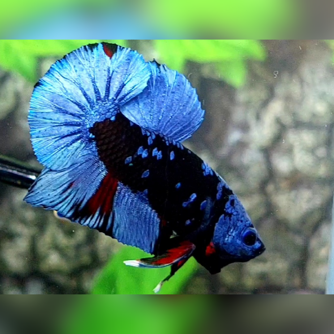 Avatar Grey Over HMPK Betta Fish Male