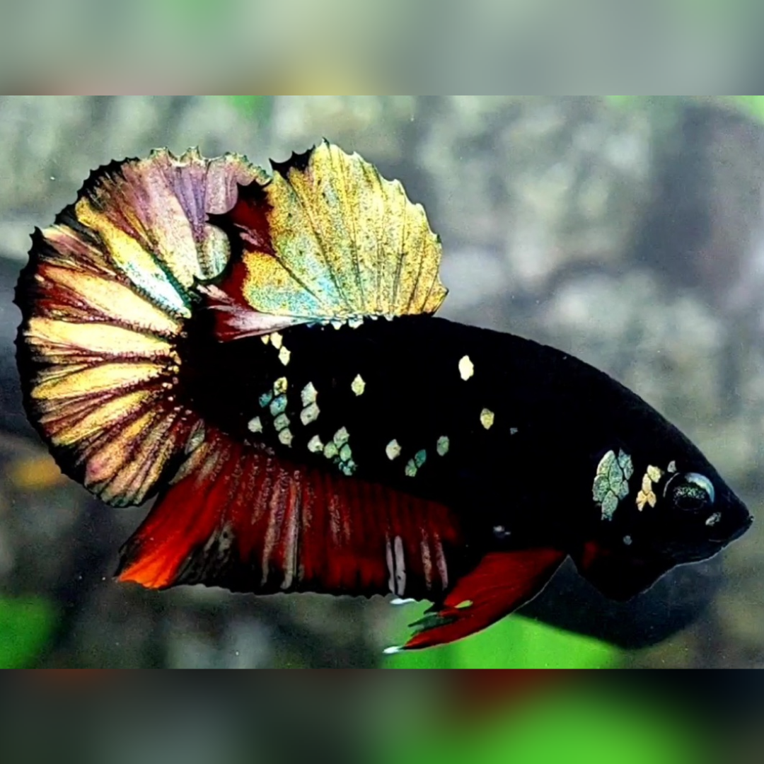 Avatar Copper Gold Red Vampire HMPK Male #na