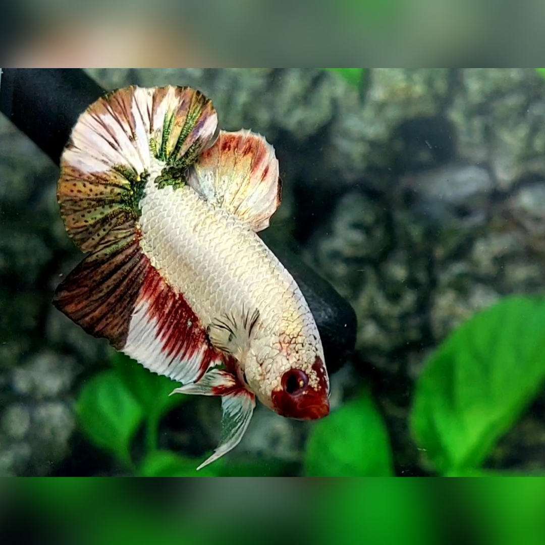 Fancy Copper Candy HMPK Betta Fish Male