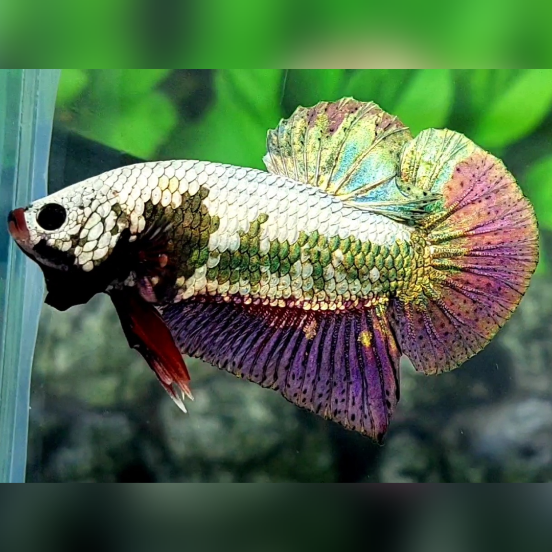 Fancy Copper Green Purple Dragon HMPK Betta Fish Male