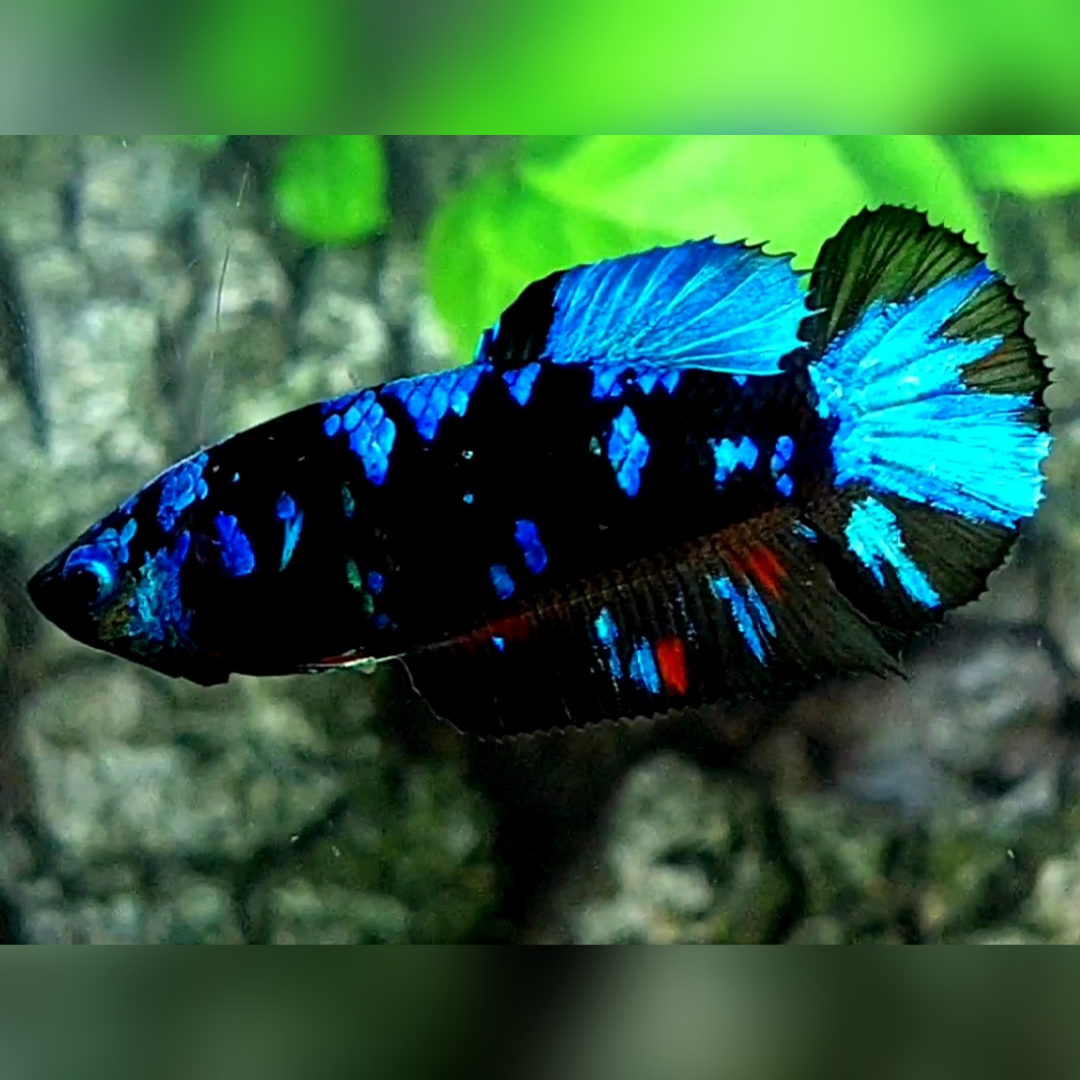 Avatar Gordon Turquoise Blue HMPK Betta Fish Female For Sorority / Breed
