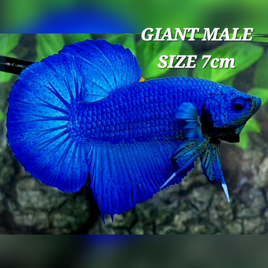 Super Royal Blue Solid Full Mask JUMBO GIANT HMPK Male #na