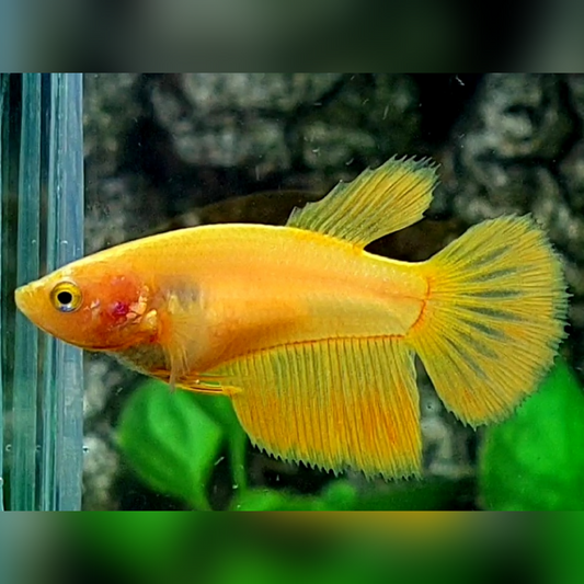 Solid Yellow Banana Halfmoon Female For Sorority / Breed #na