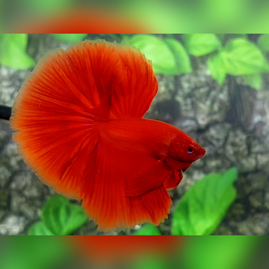 Solid Super Red Over Halfmoon Male #na