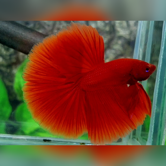 Solid Super Red Over Halfmoon Male #na