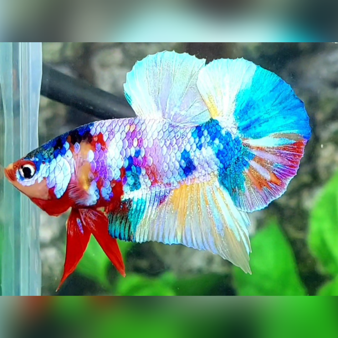 Multicolor Rainbow Over HMPK Male #na