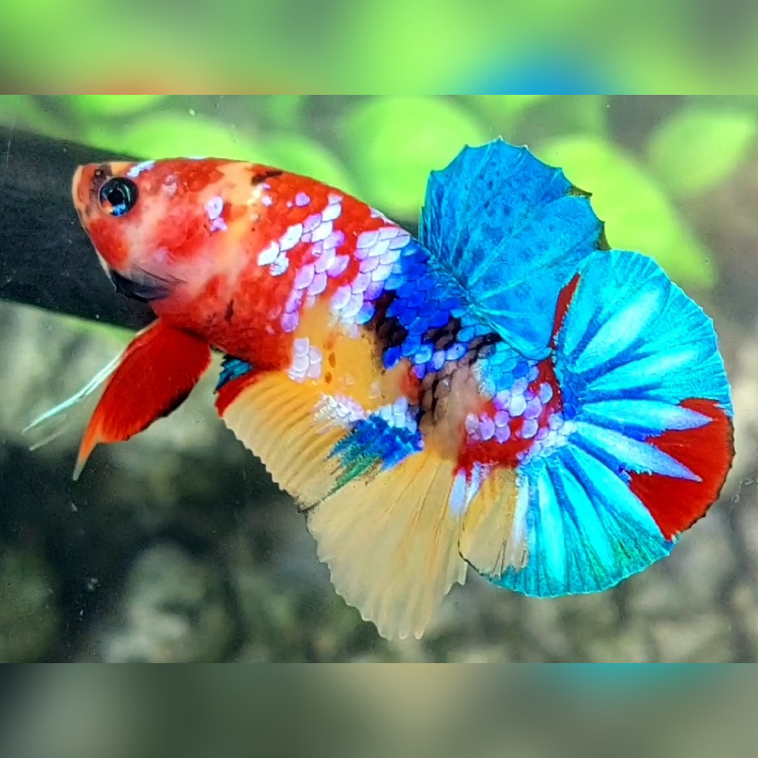 Yellowbase Multicolor Galaxy Over HMPK Male #na