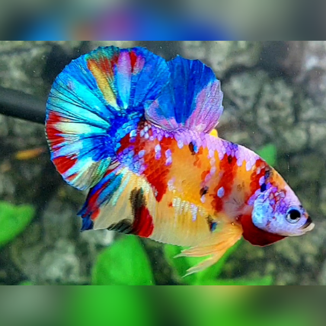 Yellowbase Multicolor Galaxy Over HMPK Male #na