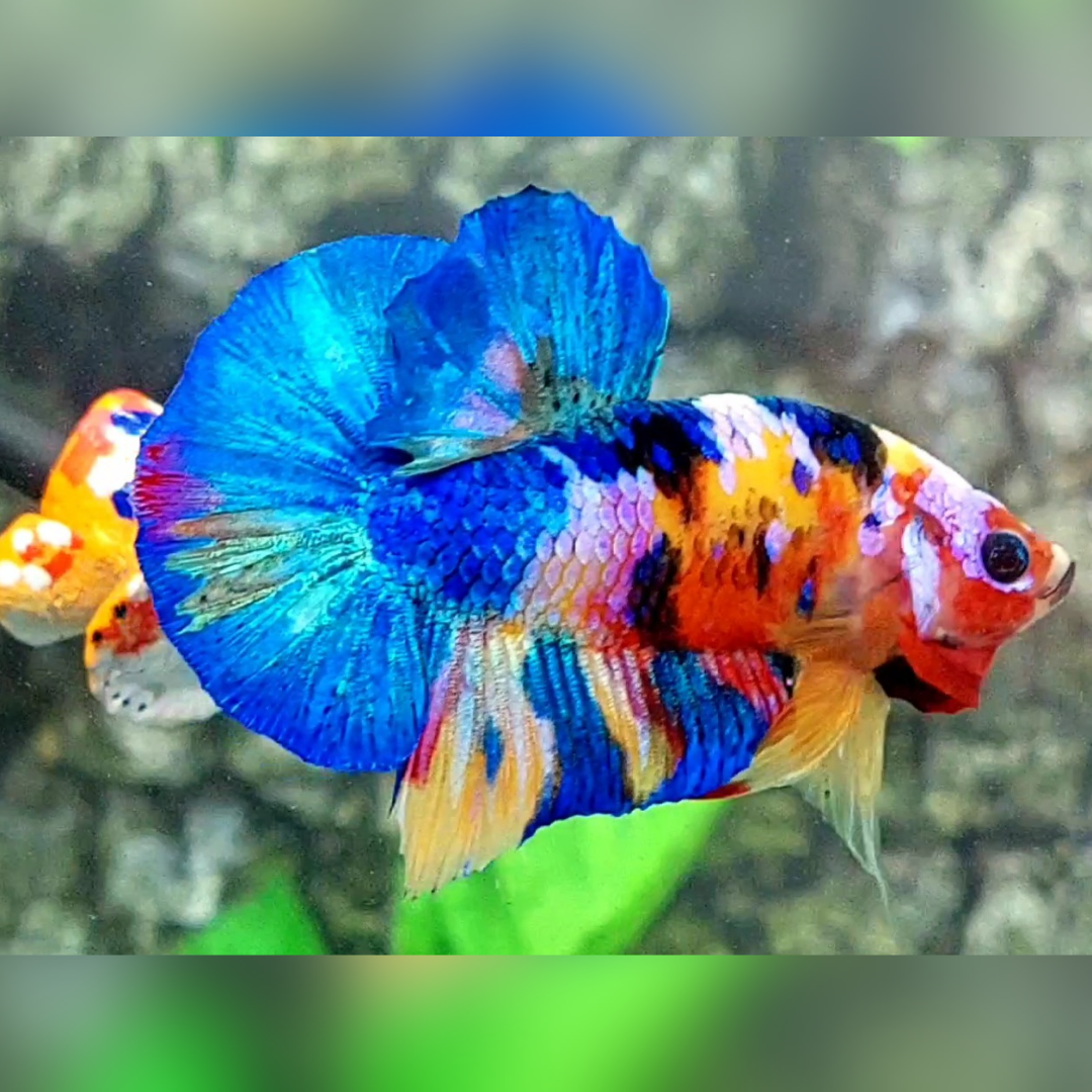 Yellowbase Multicolor Galaxy Over HMPK Male #na