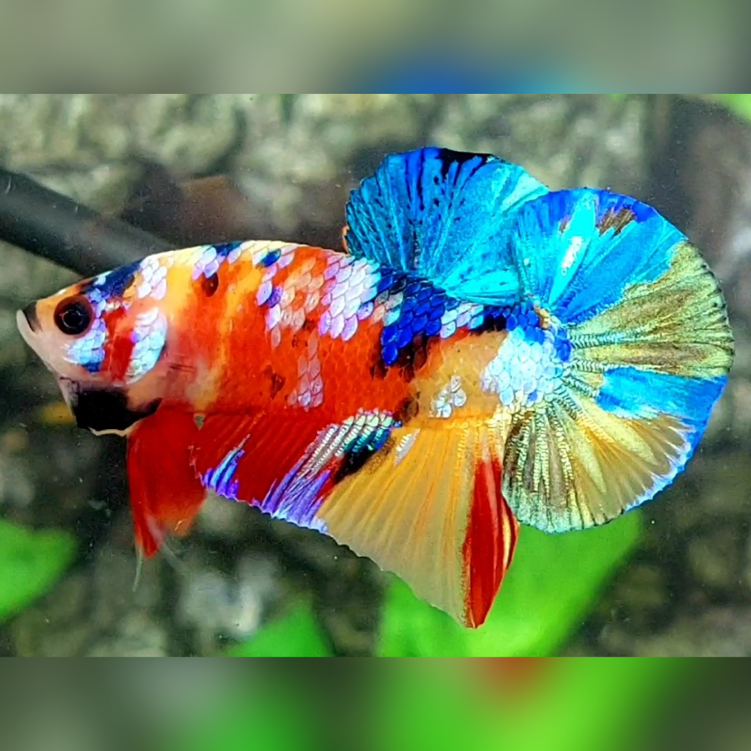 Yellowbase Multicolor Galaxy Over HMPK Male #na