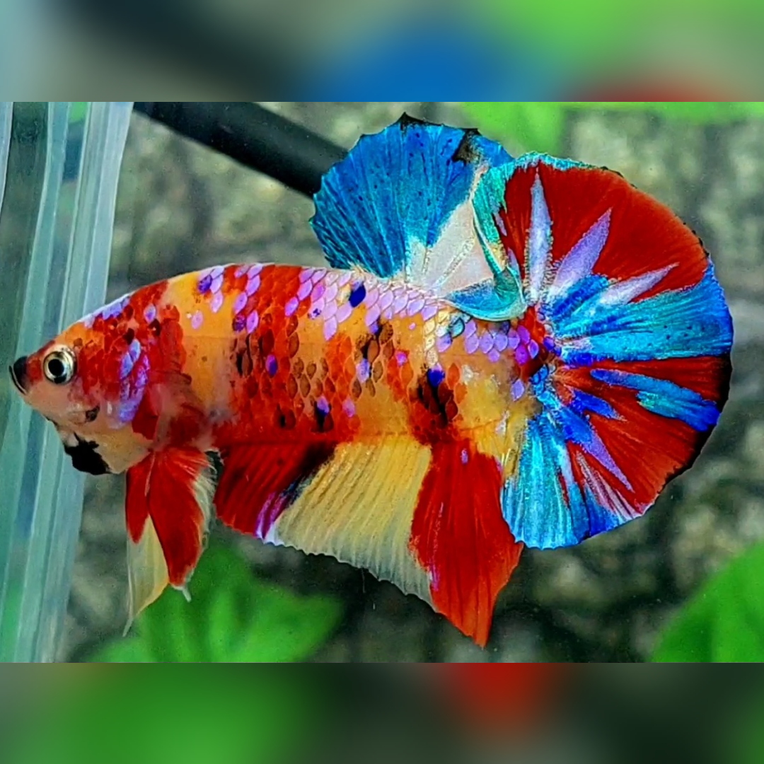 Yellowbase Multicolor Galaxy Over HMPK Male #na