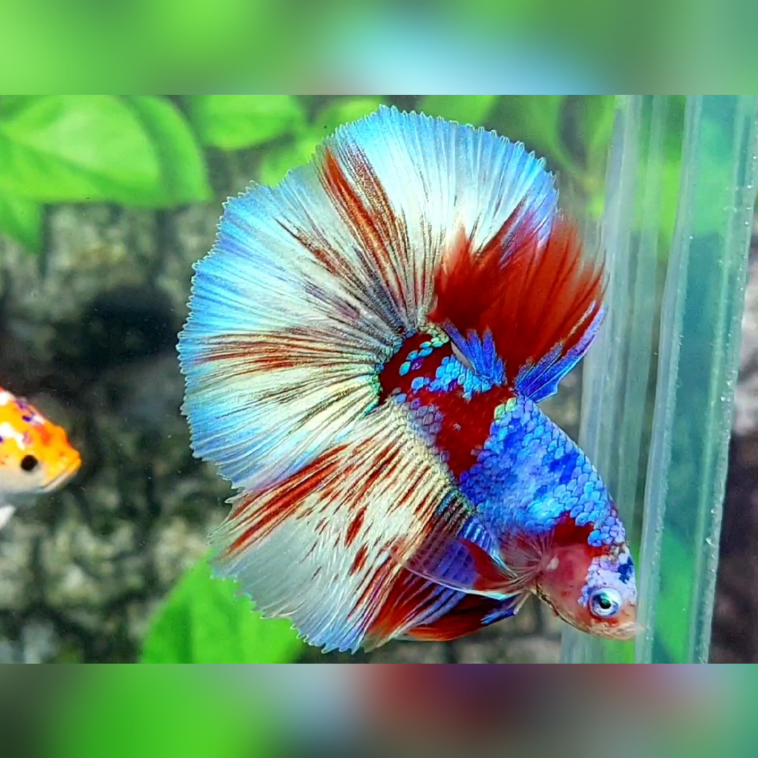 Red Barongsai Halfmoon Male #na