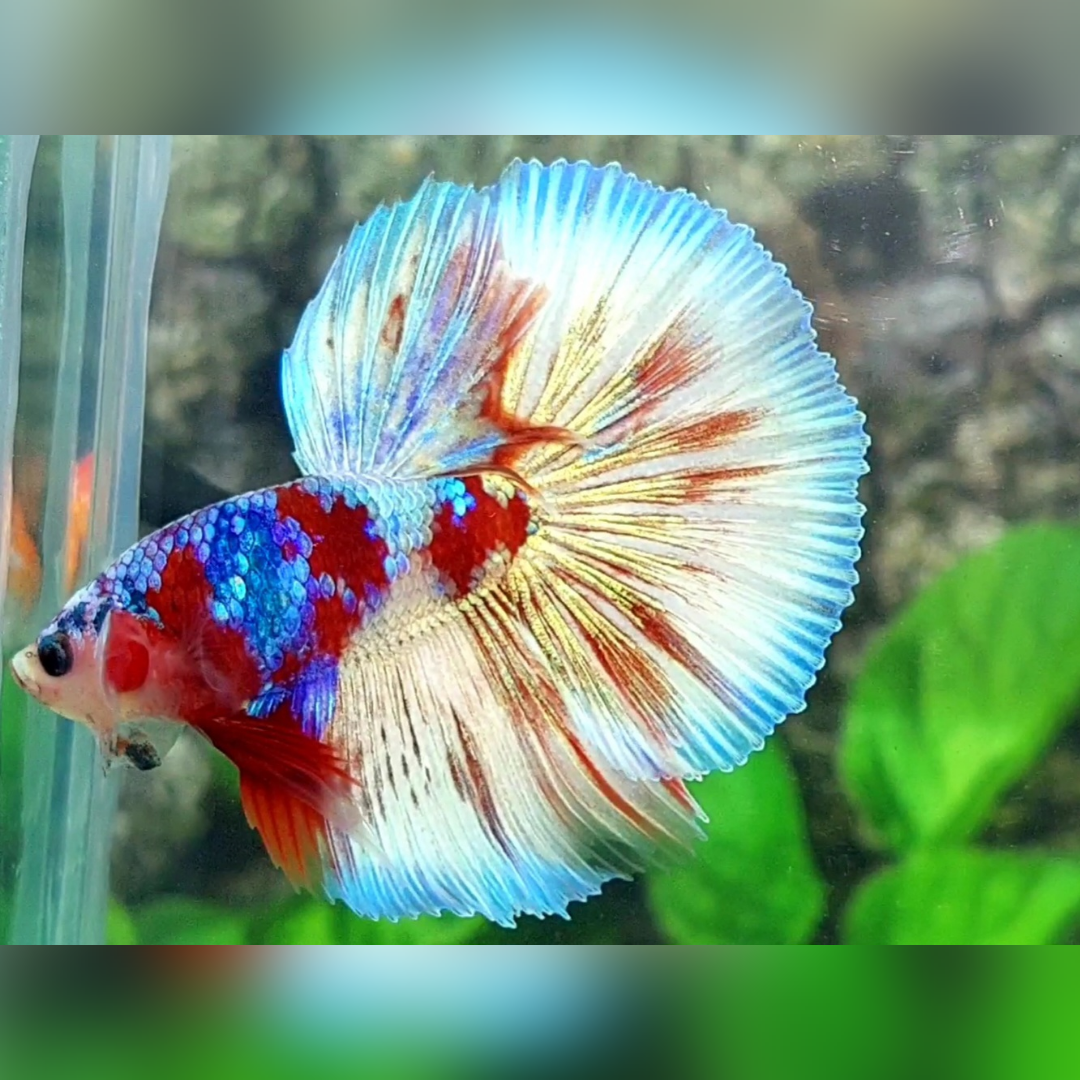 Red Barongsai Purple Galaxy Halfmoon Male #na