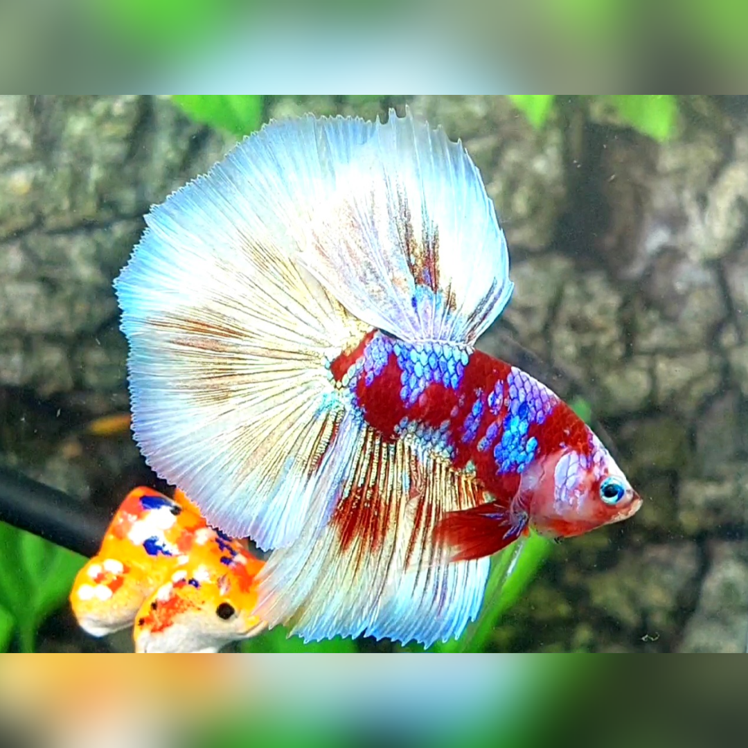 Red Barongsai Purple Galaxy Halfmoon Male #na